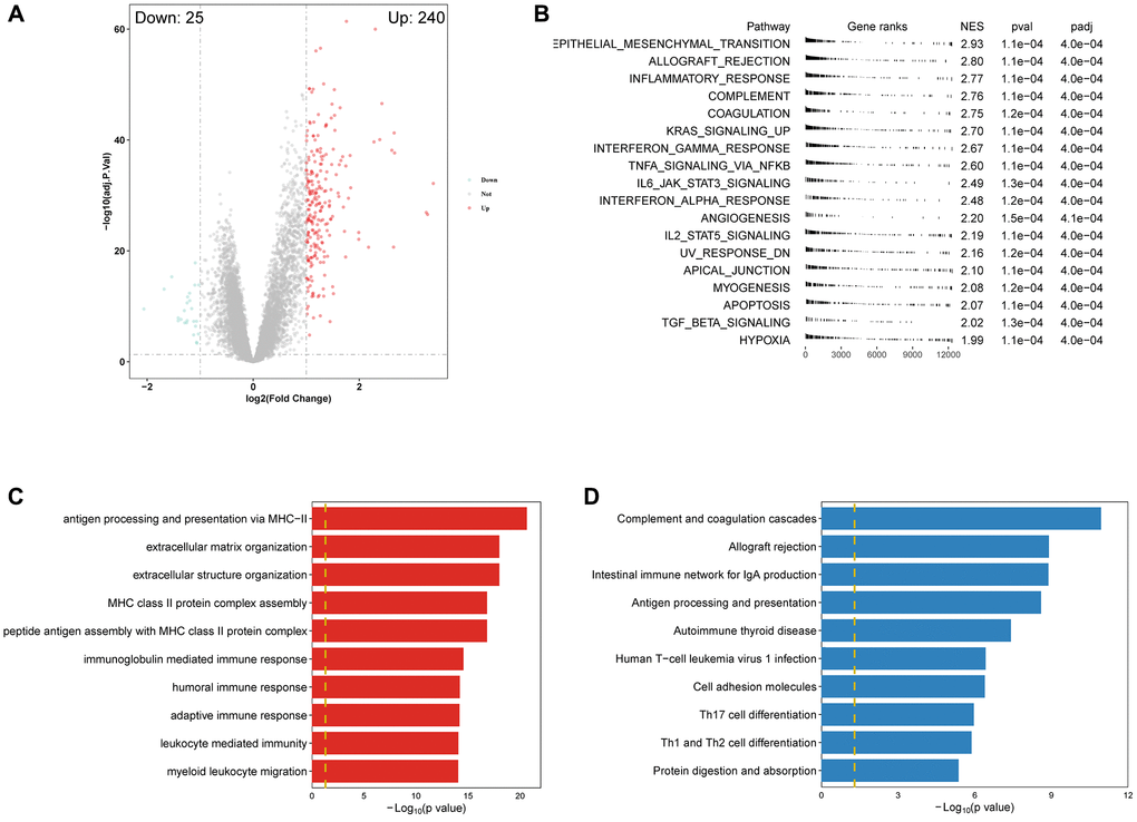 Enrichment analysis revealed PRS was significantly correlated with immune-related pathways. (A) Volcano plot of DEGS between high- and low-PRS patients. (B) GSEA results showed the significantly different Hallmark genesets (|NES| > 1 and adjusted p C, D) The top 10 results of GO and KEGG enrichment based on PRS-related DEGs.