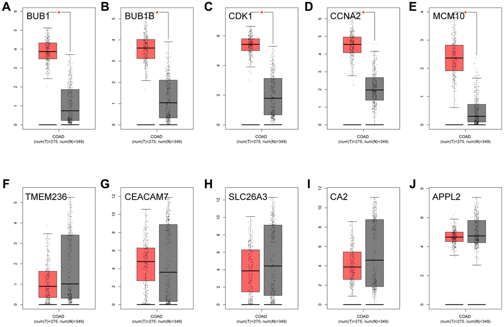 The expression analysis of 10 key genes in CRC (based on TCGA data in GEPIA). (A) BUB1, (B) BUB1B, (C) CDK1, (D) CCNA2, (E) MCM10, (F) TMEM236, (G) CEACAM7, (H) SLC26A3, (I) CA2, (J) APPL2.
