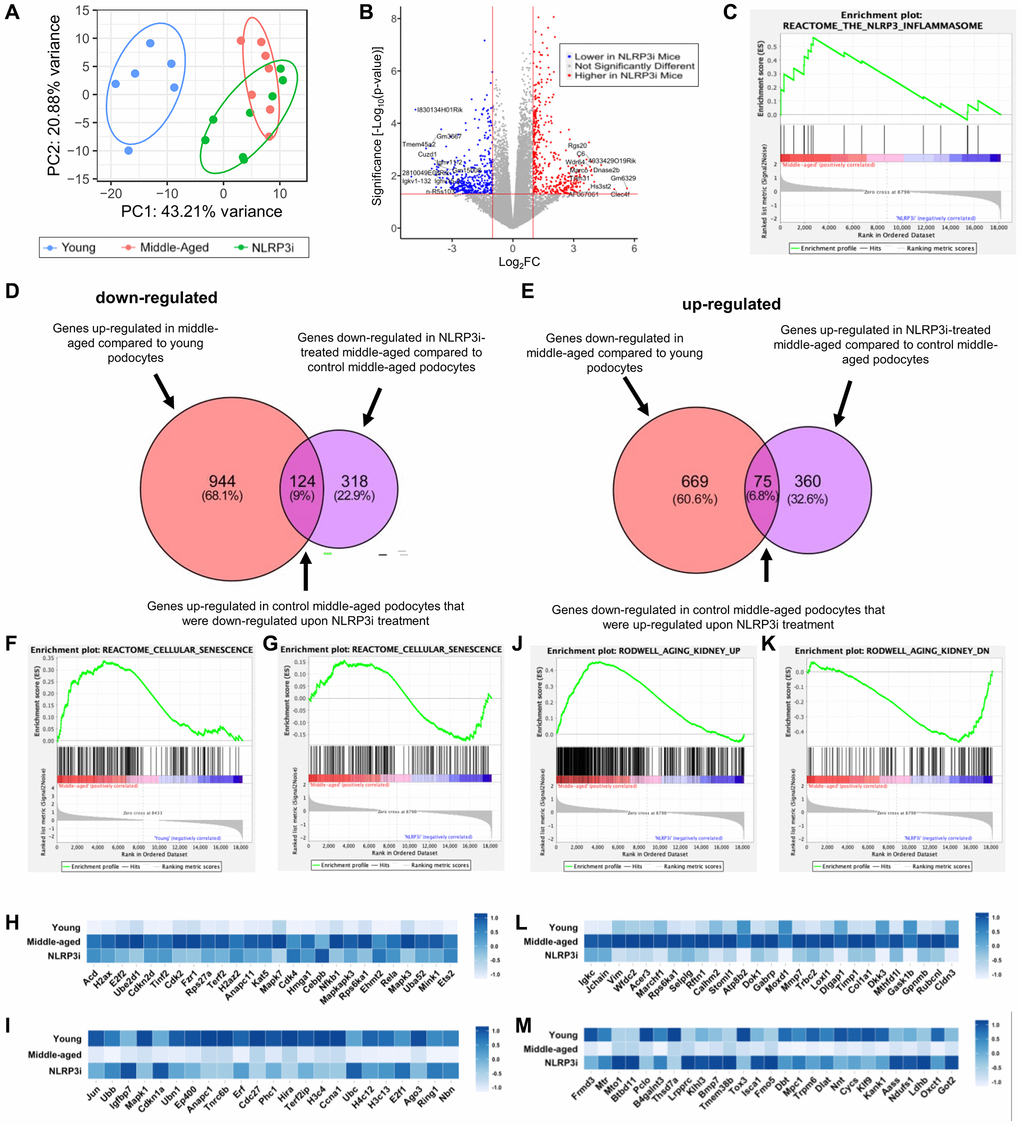 Transcriptomic analysis of NLRP3 inhibition. (A) Principal component analysis of the individual samples (young, middle-aged and middle-aged treated with MCC950 (NLRP3i)). (B) Volcano Plot comparing the saline- and MCC950-treated middle-aged podocyte transcriptomes; transcripts changed >2 and with a p-value > 0.05 are indicated in blue when down regulated upon NLRP3i and in red, when increased. (C) GSEA plot of the NLRP3 inflammasome gene set decreased upon treatment with MCC950. (D, E) Venn diagrams comparing the transcripts up-regulated in middle-aged podocyte and down-regulated upon NLRPi (D) and those down-regulated in the middle-aged and up-regulated upon NLRP3i (E) using the differentially expressed genes determined by the DSEQ2 analysis. (F–I) GSEA plots for the Reactome gene set cellular senescence comparing young to middle-aged (F) and middle-aged to middle-aged to NLRP3i-treated (G). Most differentially up- and down-regulated transcripts are compared along all three conditions in the histograms in panel H and I, respectively. (J–M) GSEA plots for the Rodwell aging kidney up (J) and down (I) gene sets comparing middle-aged to middle-aged to NLRP3i-treated. Most differentially expressed transcripts for either gene set are compared along all three conditions in the histograms (L, M).