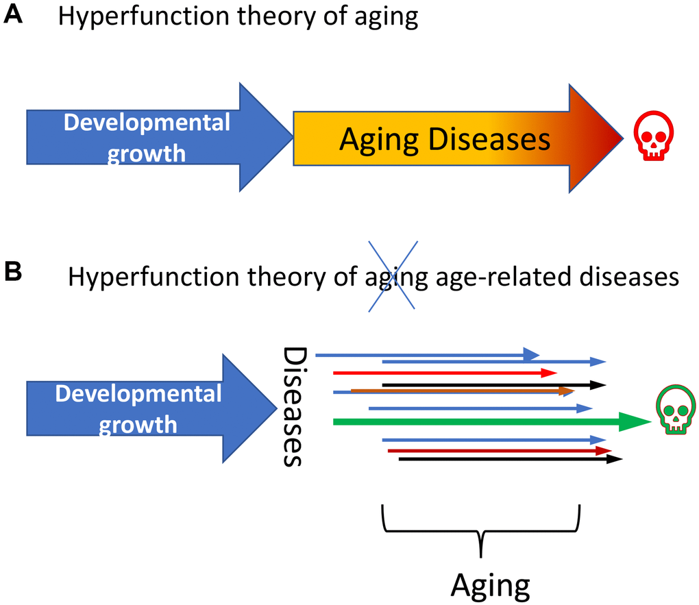 Age-related diseases (ARDs) are quasi-programed in development. (A) Hyperfunction theory of quasi -programmed aging. Aging is a continuation of developmental growth. (Note: Aging is not programmed, it is quasi-programmed.) ARDs are manifestations of aging. (B) Hyperfunction theory of quasi -programmed ARDs. Each individual ARD (shown as colored arrows) is a continuation of developmental growth. Life-limiting disease (green arrow) terminates life. Aging is an abstraction representing a sum of all diseases and conditions.