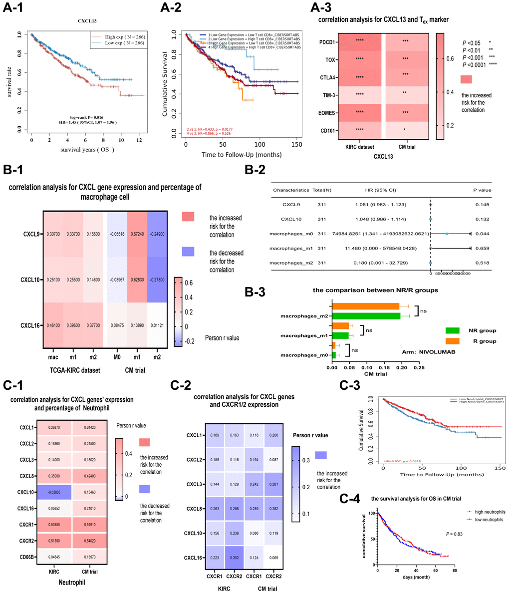 The correlation and prognostic analysis of CXCL13 and CD8 exhausted cells (A). The KM analysis (A-1) of CXCL13 in the KIRC dataset, (A-2) of CXCL13 and CD8+ T cell percentage combined. The correlation between CXCL13 and markers of CD8 exhausted cell (A-3). The correlation and prognostic value of CXCL9/10 and macrophage M1 cells (B). The correlation between CXCL9/10 and three types of macrophage cells (B-1), and the forest plot (B-2) showing CXCL9/10 expression level and the percentages of three types of macrophage cells in the KIRC dataset. The variance analysis (B-3) of three types of macrophage cells between immunotherapy response and non-response groups. The correlation and prognostic value of CXCL genes and neutrophil (C). The correlations (C-1) among CXCL genes, CXCR1/2, and the percentage of neutrophil in two datasets, as well as the correlation (C-2) between CXCL genes and CXCR1/2. The KM analysis (C-3) for the percentage of neutrophil in the KIRC dataset (P = 0.03), and the KM analysis (C-4) for the percentage of neutrophil in the CM dataset (P = 0.83).