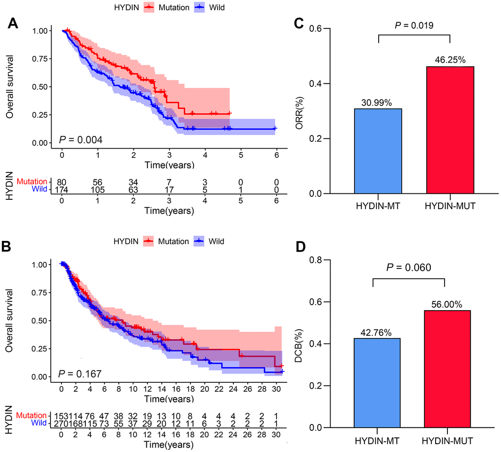 HYDIN mutations were related to better clinical outcomes in the anti-PD-1 treated cohort. The Kaplan–Meier curves of overall survival in the anti-PD-1 treated cohort (A) and the TCGA-SKCM cohort (B). Histogram depicting proportions of ORR (C) and DCB (D) in HYDIN-MUT and HYDIN-WT patients in the anti-PD-1 treated cohort. DCB, durable clinical benefit; ORR, objective response rate; HYDIN-MUT, HYDIN mutations; HYDIN-WT, HYDIN wild-type; Anti-PD-1, anti-programmed cell death protein 1.