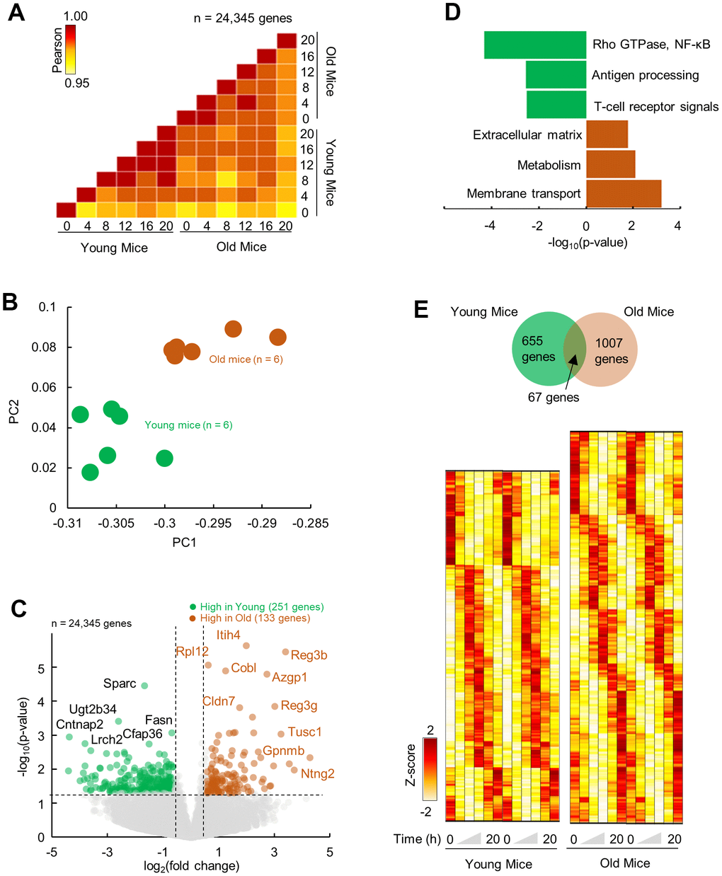 Differential and temporal gene expression signatures in aged pancreas. (A) Pairwise correlation of normalized gene expression (transcripts per million; TPM) for young and old RNA-Seq samples (n=12). Colors indicate the Pearson correlation. (B) Principal Component Analysis (PCA) of temporal gene expression from young and old mice samples (n = 12). (C) Top: Volcano plot showing differential gene expression profile with significantly (p D) Enriched molecular pathways corresponding to up and downregulated genes. (E) Top: Venn diagram of rhythmic genes in young and old mice. Bottom: Heatmap of z-scored rhythmically expressed genes in young and old mice. Heatmaps are double plotted for time.