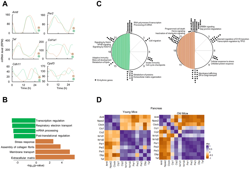 Circadian transcriptome of the aged pancreas. (A) Examples of circadian profiles of genes that are rhythmic in both young and old mice (Arntl, Per2, Tef), only in old mice (Col1a1, Cdh11), and only in young mice (Cpsf3). (B) Enriched molecular pathways corresponding to rhythmic genes in young and old mice. (C) Peak time maps of all oscillating genes from young and old mice. Each dot represents the peak time of 10 significantly rhythmic genes. Enriched pathways corresponding to each time point are also shown. (D) Clock correlation distance (CCD) of 12 core clock genes from young and old mice pancreas.
