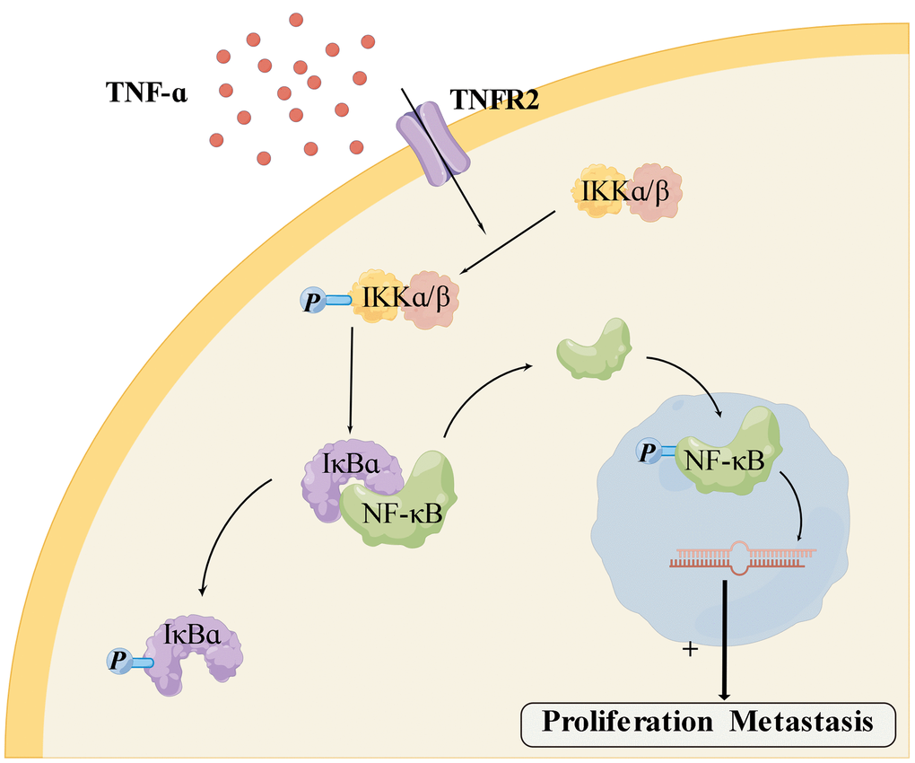 Mechanism of TNFR2 and the NF-κB pathway (generated using Figdraw http://www.figdraw.com).
