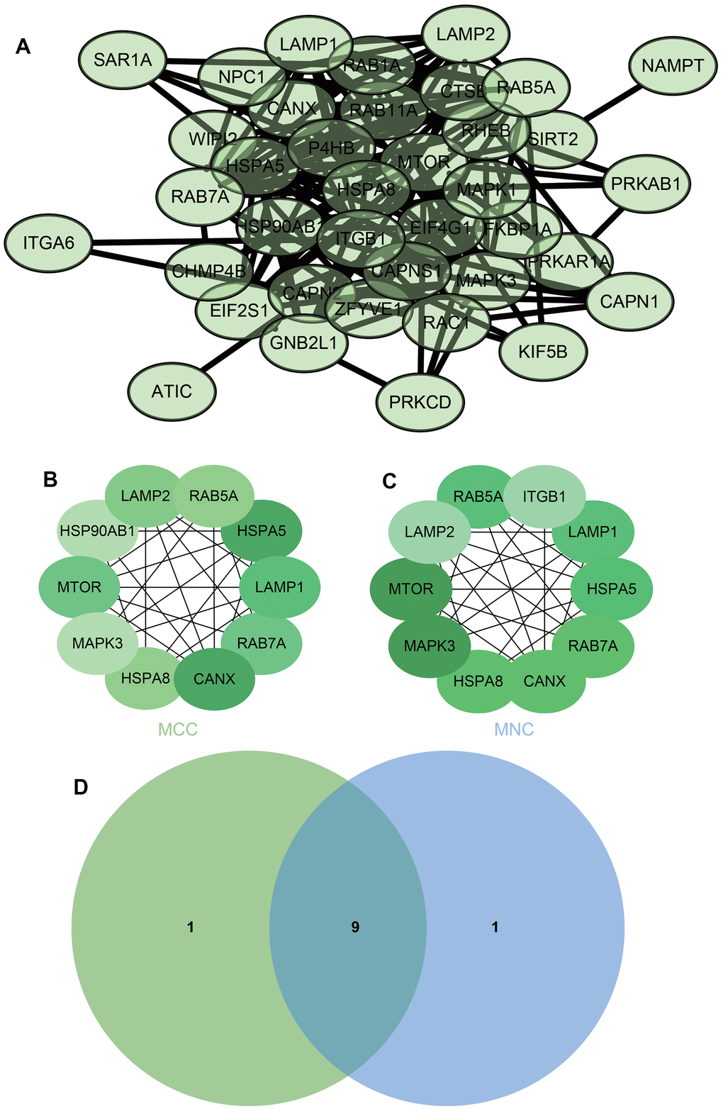 The mRNA analysis (A) PPI network (B, C) using two algorithms (MCC, MNC) to identify hub genes (D) Venn diagram to obtain a Union.
