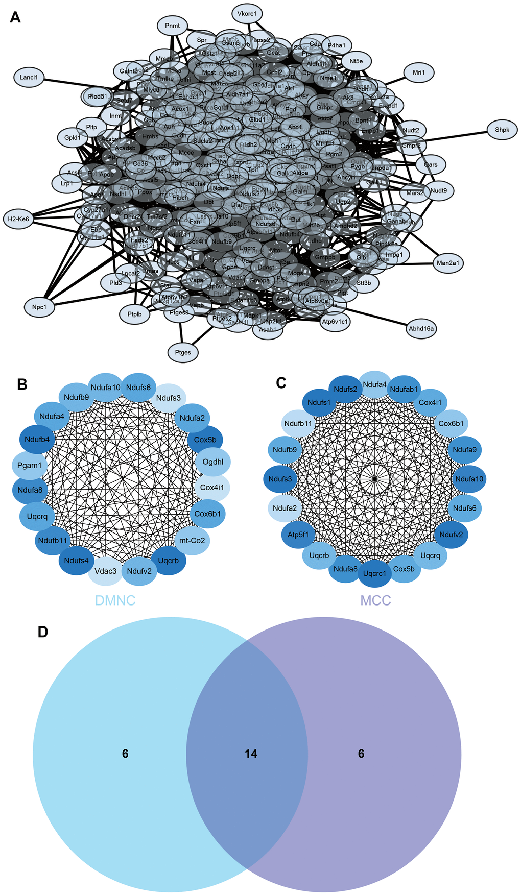 Construction and analysis of protein-protein interaction (PPI) networks. (A) The PPI network (B) DMNC algorithm was adopted to identify the core genes (C) MCC algorithm was adopted to identify the core genes (D) Venn diagram.