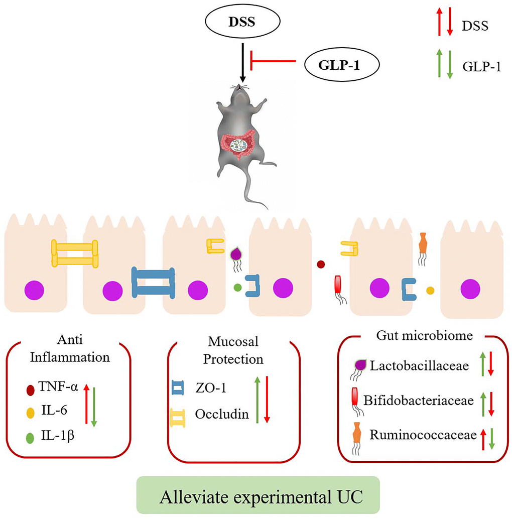 Effects of GLP-1 on DSS-induced colitic mice. The effect of GLP-1 (Green arrows) could alleviate DSS-induced (Red arrows) ulcerative colitis through reducing the secretion of inflammatory cytokines, increase the expression of tight junction proteins and regulating intestinal microbiota.