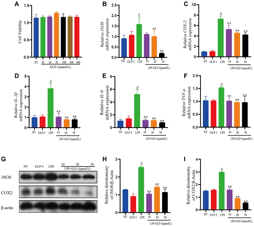 GLP-1 represses inflammatory response in LPS-mediated RAW264.7 cells. (A) Cell viability. The mRNA expression level of iNOS (B), COX-2 (C), IL-1β (D), IL-6 (E), and TNF-α (F) in LPS-induced RAW264.7 cells. The protein expression of iNOS (G, H) and COX-2 (G, I) was estimated by western blotting. The values shown here are the mean ± SD of three independent experiments. For LPS+GLP-1 induced RAW264.7 cells vs. the LPS group, *p **p #p 