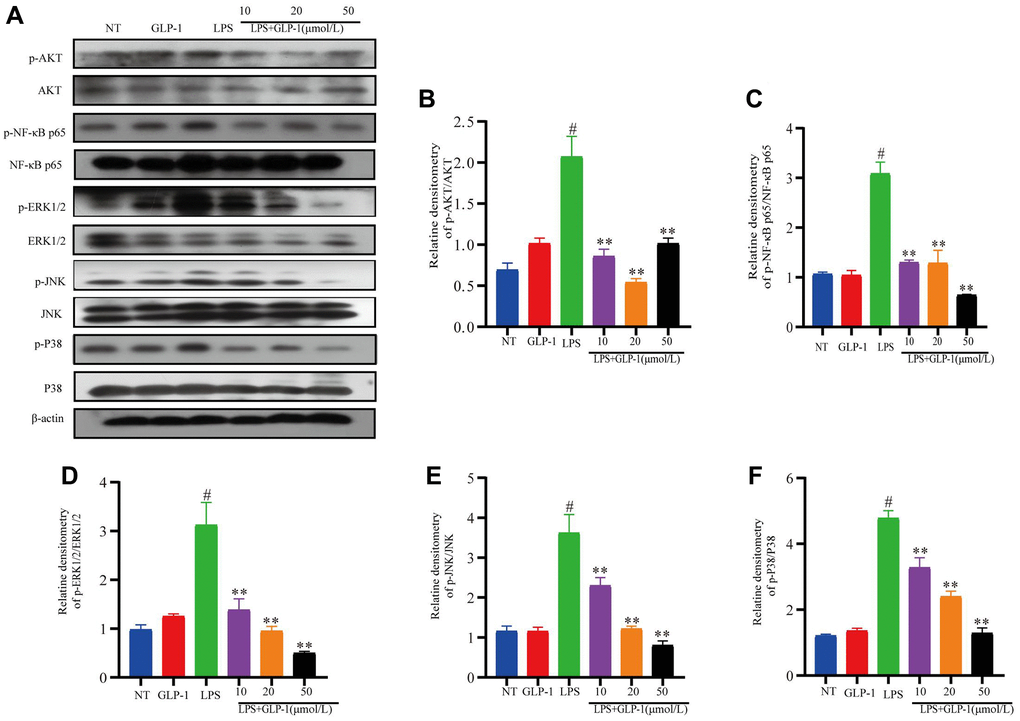 GLP-1 inhibits the phosphorylation of AKT, NF-κB p65, ERK1/2, JNK and P38 in RAW264.7 cells. The protein expression of p-AKT (A, B), p-NF-κB p65 (A, C), p-ERK1/2 (A, D), p-JNK (A, E) and p-P38 (A, F) was estimated by western blotting. The values shown here are the mean value ± SD of three independent experiments. For LPS+GLP-1 induced RAW264.7 cells vs. the LPS group, *p **p #p 