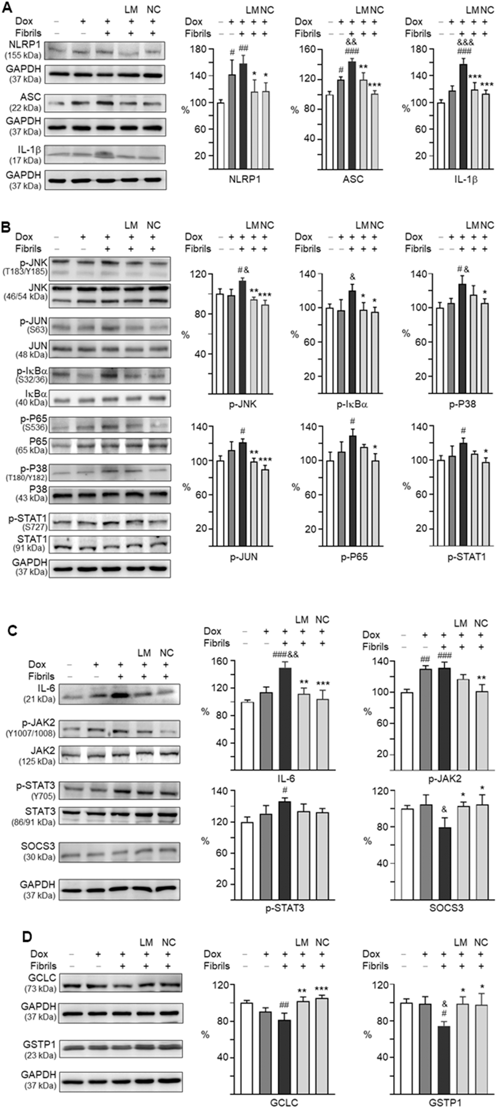 Effects of LM-021 and NC009-1 on IL-1β- and IL-6-mediated inflammatory and GCLC- and GSTP1-mediated redox signaling in A53T-8 SNCA-GFP BE(2)-M17 cells. Western blot analysis of (A) NLRP1, NLRP3, ASC, IL-1β, (B) JNK (T183/Y185), JUN (S63), IκBα (S32/36), P65 (S536), P38 (T180/Y182), STAT1 (S727), (C) IL-6, JAK2 (Y1007/1008), STAT3 (Y705), and SOCS3, and (D) GCLC and GSTP1. GAPDH was used as an internal control (n = 3). For normalization, the NLRP1, NLRP3, ASC, IL-1β, JNK, JUN, IκBα, P65, P38, STAT1, IL-6, JAK2, STAT3, SOCS3, GCLC and GSTP1 in uninduced cells was set at 100%. P values: with vs. without doxycycline induction (#: P ##: P ###: P &: P &&: P &&&: P P P P 