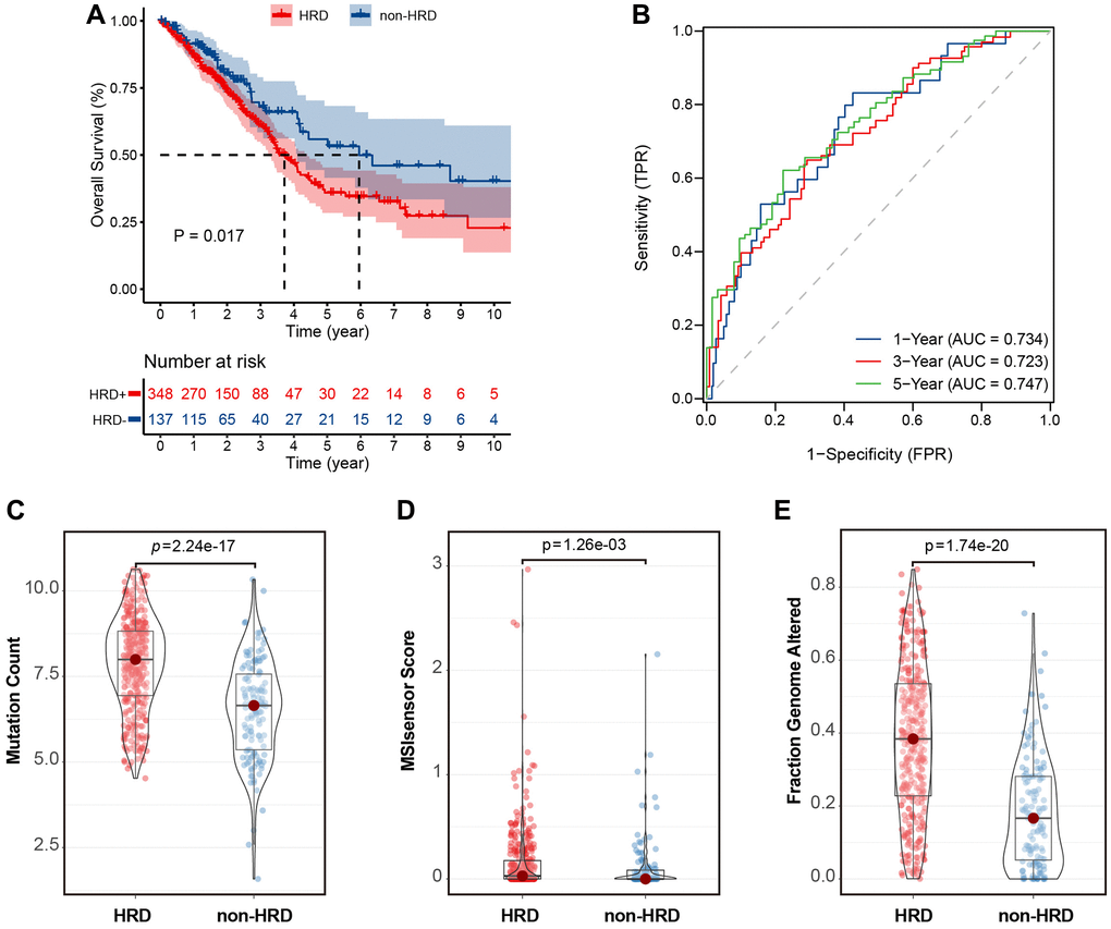 HRD scores were significantly associated with prognosis and mutation characteristics in the TCGA-LUAD cohort. (A) KM curve of overall survival of patients with HRD or non-HRD tumors in the TCGA-OSC cohort. (B) ROC curves of HRD scores in the TCGA-LUAD cohort. (C) Violin plots of somatic mutations in the HRD and non-HRD groups. Somatic mutation counts were significantly higher in the HRD group than in the non-HRD group. (D) Violin plots of MSI-Sensor in HRD and non-HRD groups. MSI-Sensor in the HRD group were significantly higher than those in the non-HRD group. (E) Violin plots of genomic alterations in the HRD group and non-HRD group. *P **P ***P 