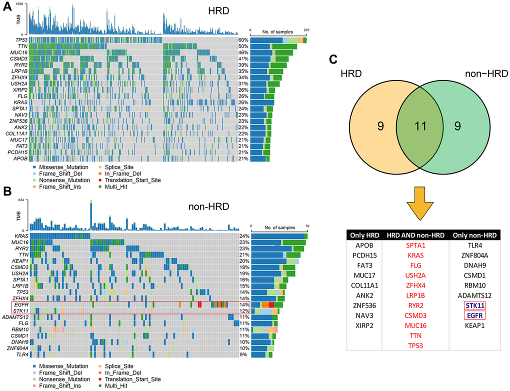 Mutational landscape of HRD and non-HRD patients. (A) Top 20 mutation landscape of HRD patients in the TCGA-LUAD cohort. (B) Top 20 mutation landscape of non-HRD patients in the TCGA-LUAD cohort. The genes in red boxes are actionable genes. (C) Overlapping information of HRD and non-HRD mutated genes; actionable genes are only in non-HRD.