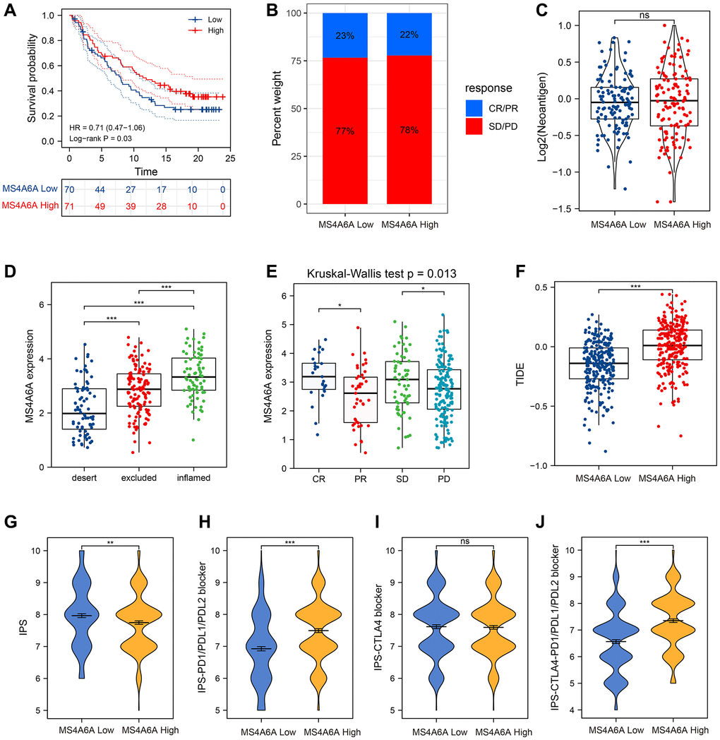 MS4A6A can be used as a potential biomarker for ICB treatment. (A) OS curves for high and low MS4A6A expression in the IMvigor210 cohort. (B) The proportion of immune response in MS4A6A high and low expression groups against ICB treatment. Abbreviations: CR: complete remission; PR: local response; SD: stable disease; PD: progressive disease. (C) Comparison of neoantigen load between different MS4A6A expression subgroups. (D, E) Comparison of MS4A6A expression among different immune responsive cohorts. (F) TIDE differences in MS4A6A high- and low-expression cohorts. (G–J) TCIA analysis of differences in IPS scores in MS4A6A high and low expression cohorts. *P **P ***P 