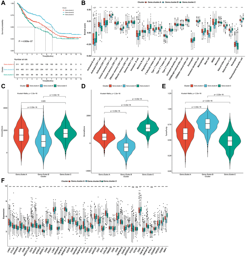 Pyroptosis genomic phenotypes with distinct prognosis and immune landscapes in the gastric cancer meta-cohort. (A) Kaplan-Meier survival curves for three pyroptosis genomic phenotypes (log-rank test). (B) The relative abundance of 28 immune cells among three pyroptosis genomic phenotypes through ssGSEA. (C–E) The immune score, stromal score, and tumor purity across three genomic phenotypes. (F) The mRNA expression of immune checkpoints across three genomic phenotypes. The asterisks indicated the statistical p-values (*p ***p 