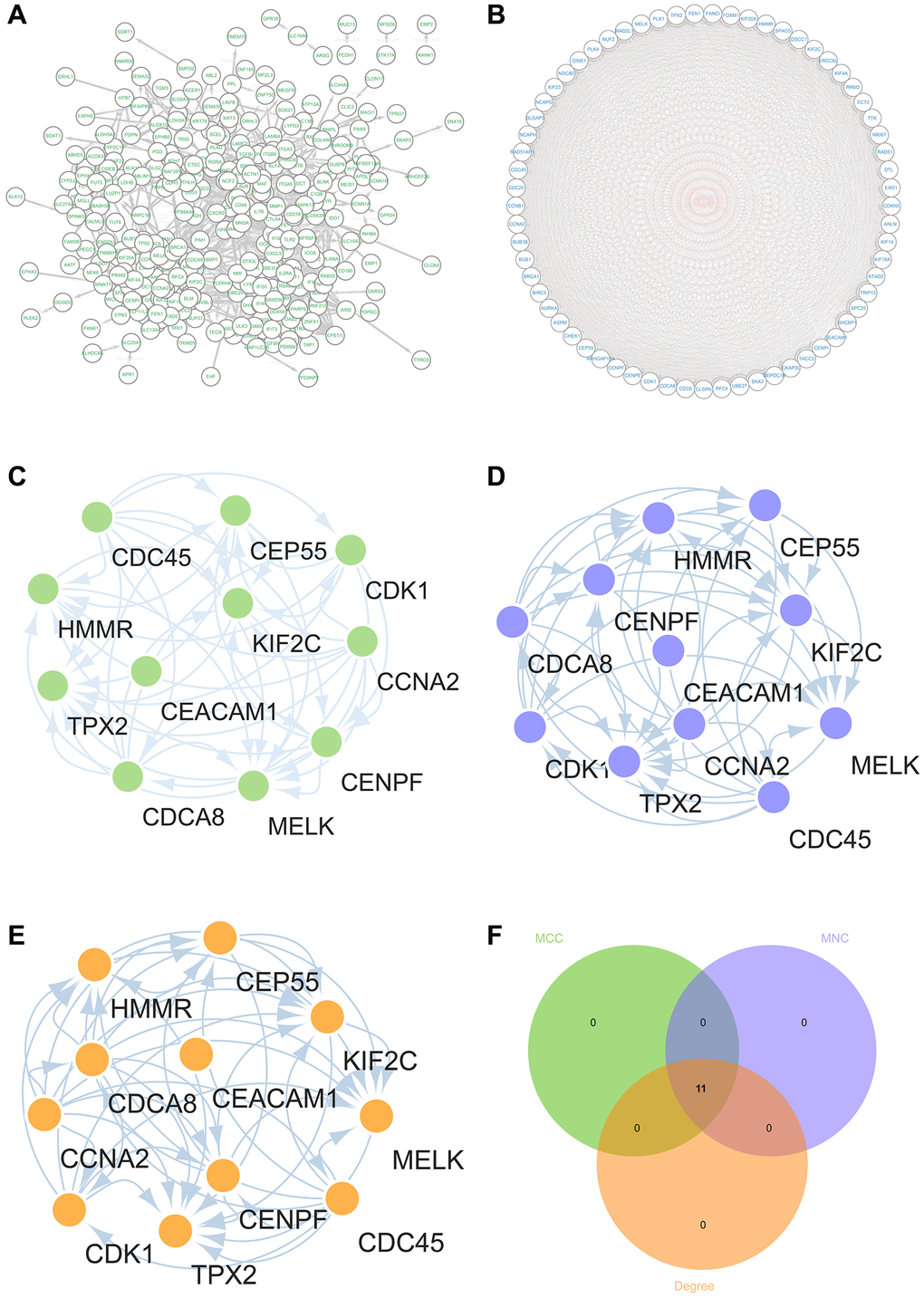 Construction and analysis of protein-protein interaction (PPI) network. (A) DEGs’s PPI network (B) The core gene cluster. (C) MCC was used to identify central genes (D) MNC was used to identify central genes (E) Degree was used to identify central genes (F) taking the intersection of Venn diagram.