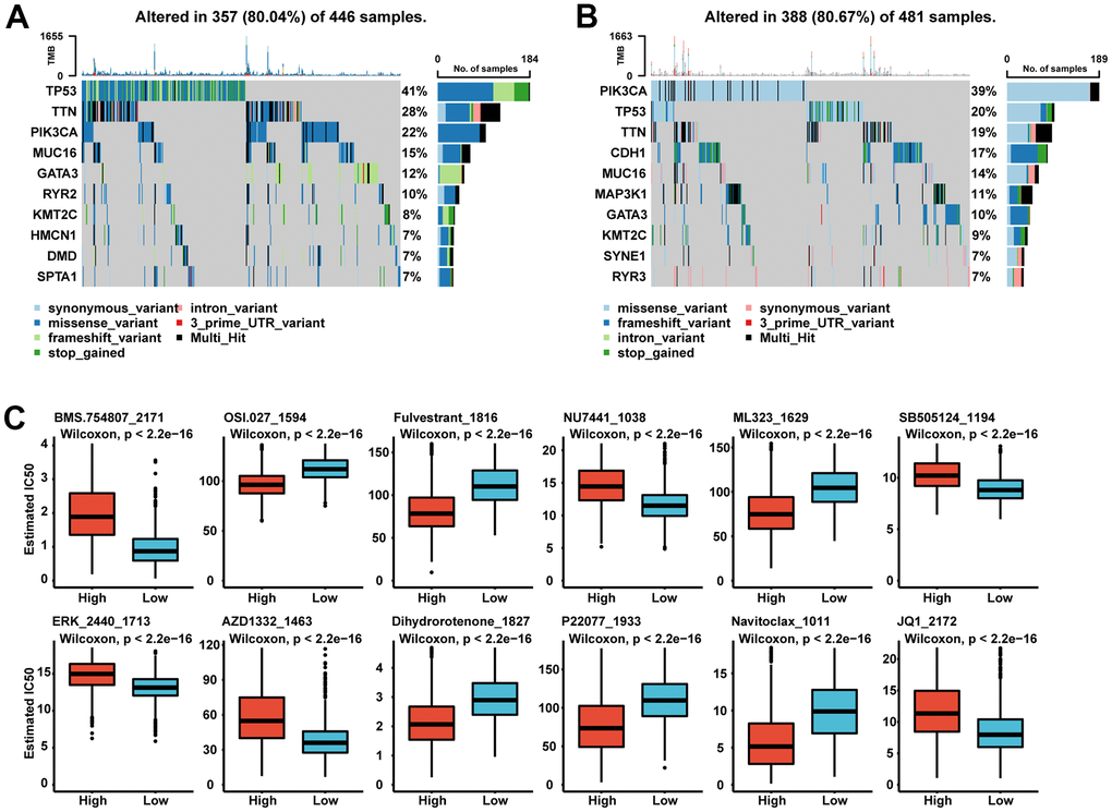 (A, B) Oncoplot of landscape of mutation signatures between high SGS group (A) and low SGS group (B) in TCGA. (C) Boxplot of some representative of predicted IC50.