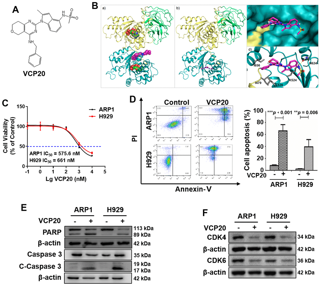 VCP20 inhibits MM cell proliferation and induces cell apoptosis. (A) The structure of VCP20. (B) Predicted binding modes of VCP20 targeting VCP. (C) Inhibition ratio of VCP20 in MM cells. (D) Flow cytometry analysis indicated that VCP20 induced MM cell apoptosis. (E) WB analysis showed that VCP20 increased the expressions of apoptotic protein. (F) WB analysis showed that VCP20 decreased the CDK4/6 expression. The concentration of VCP20 was as follow: ARP1, 575.6 nM; H929, 661 nM. Data are presented as the mean ± SD; **p p 