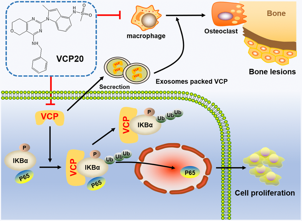 Schematic depiction illustrates that VCP20 targeting VCP is a promising agent for inhibiting cellular proliferation and improving bone marrow microenvironment in MM.