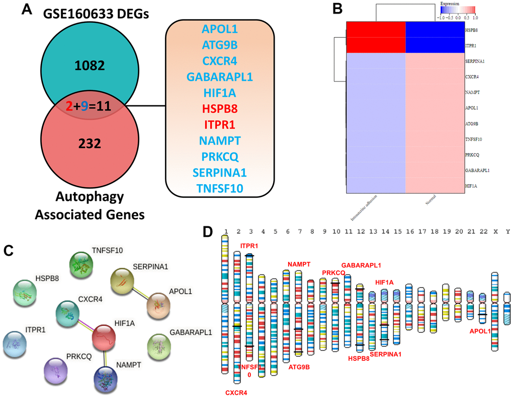 (A) Identification of 11 ARDEGs between DEGs and autophagy related genes. (B) Heatmaps of ARDEGs based on Log2FC. (C) Interaction between ARDEGs by PPI network (D) Location of ARDEGs on chromosomes.