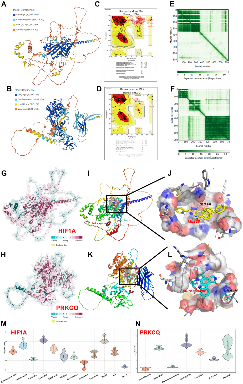Homology modeling and molecular docking. The crystal structure and evaluation of (A) HIF1A and (B) PQKCQ. The ramachandran plot of (C) HIF1A structure. The ramachandran plot of (D) PQKCQ structure. The LDDT score of (E) HIF1A structure. The LDDT score of (F) PQKCQ structure. The assessment of protein conservation of HIF1A and PQKCQ was exhibited in (G, H) respectively. The best docking position between (I, J) ML228 and HIF1A or (K, L) staurosporine and PRKCQ were indicated. The absolute value of affinity between predicated small molecules and (M) HIF1A or (N) PQKCQ was shown.