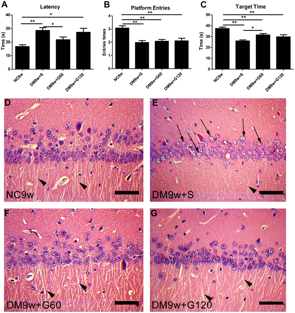 Gastrodin intervention ameliorated diabetes-induced cognitive dysfunction and pathological changes in the CA1 area of the hippocampus. Escape latency (A) number of platform entries (B) and time spent in target quadrant (C) of rats from the NC9w, DM9w+S, DM9w+G60 and DM9w+G120 groups in the probe trial. (D–G) H&E staining of CA1 area of hippocampus in the NC9w, DM9w+S, DM9w+G60 and DM9w+G120 groups. Black arrows indicated the nucleus of the damaged neuron and arrowheads indicated the synapse. Bar = 50 μm. *p 