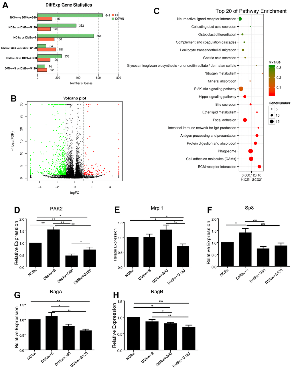The transcriptomic profile of Gastrodin intervention on the hippocampus of diabetic rats and further confirmation. (A) Differentially expressed genes among NC9w, DM9w+S, DM9w+G60 and DM9w+G120 group. (B) Volcano plot of all genes based on their log2 fold-change and adjusted P-values between NC9w and DM9w+S group. Differentially expressed genes were classified at an adjusted P-value of C) The KEGG pathways enriched between NC9w and DM9w+S group. The rich factor refers to the ratio of the number of DEGs to the number of total annotated genes in a certain pathway. (D–H) qPCR analysis of the mRNA expression of PAK2 (D) Mrpl1 (E) Sp8 (F) RagA (G) and RagB (H) in the hippocampus of the NC9w, DM9w+S, DM9w+G60 and DM9w+G120 groups. *p 