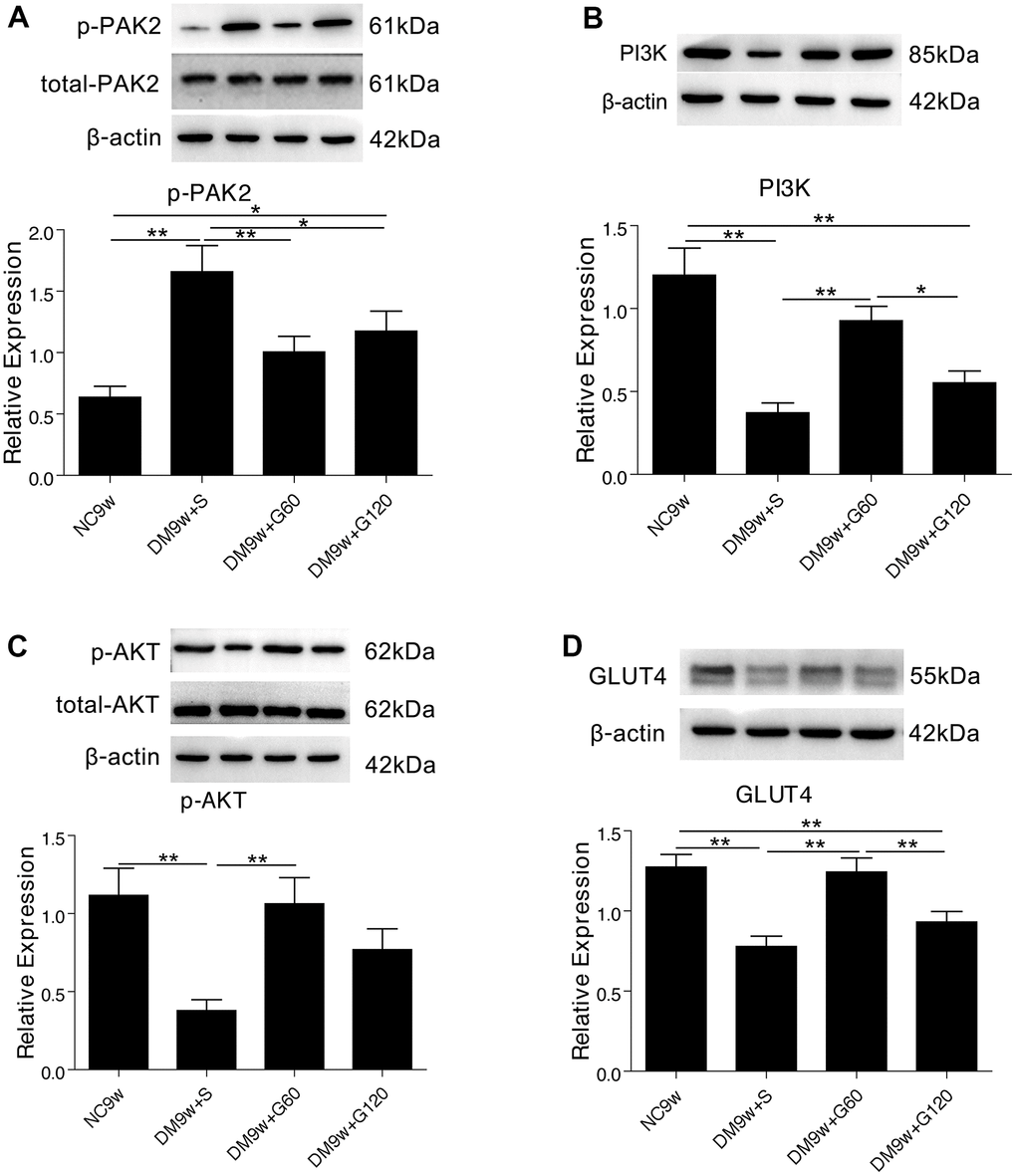 Gastrodin intervention suppressed diabetes induced PAK2 phosphorylation and activated PI3K/AKT/GLUT4 pathway. Western blot analysis of p-PAK2 (A) PI3K (B) p-AKT (C) and GLUT4 (D) protein expression in the hippocampus of the NC9W, DM9W+S, DM9W+G60 and DM9W+G120 groups. Bar graphs represented optical density of these factors normalized with β-actin, while p-PAK2 and p-AKT were further normalized with total-PAK2 and total-AKT respectively. *p 