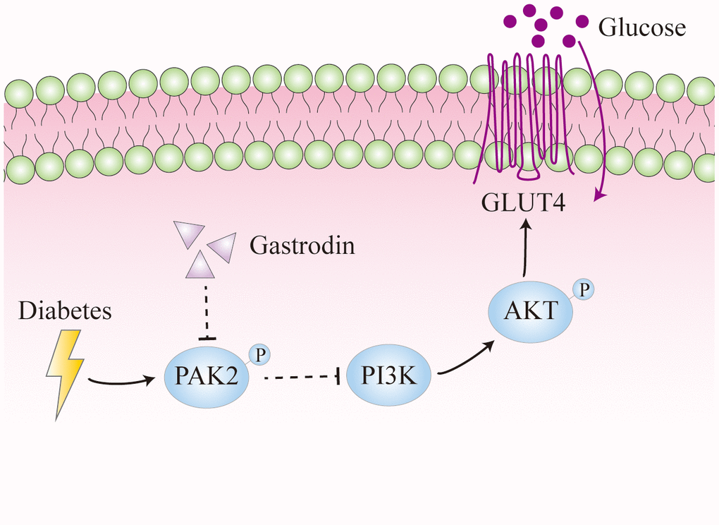 Diagram illustrating the effects of diabetes on hippocampal neurons. Diabetes could enhance the phosphorylation of PAK2, which reduces the expression of PI3K and thus the phosphorylation of AKT. It leads to decreased expression of GLUT4, which is important for glucose uptake.