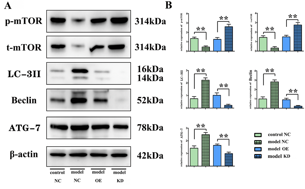 The in vitro BV-2 cell experiment. Overexpression of miR-100-5p (OE) decreased the protein expressions of phosphorylated mTOR and total mTOR, while increasing the expressions of autophagy-related proteins Beclin. (A) Representative Western blot images. (B) Column comparison of the relative expression of proteins. LC-3II, and ATG-7 compared with the empty vector group (NC) and miR-100-5p inhibitor group (KD). mTOR, mammalian target of the rapamycin; LC-3II, microtubule-associated protein light chain 3II; ATG-7, autophagy-related gene 7; NC, negative control; KD, knock down; OE, overexpression. **P