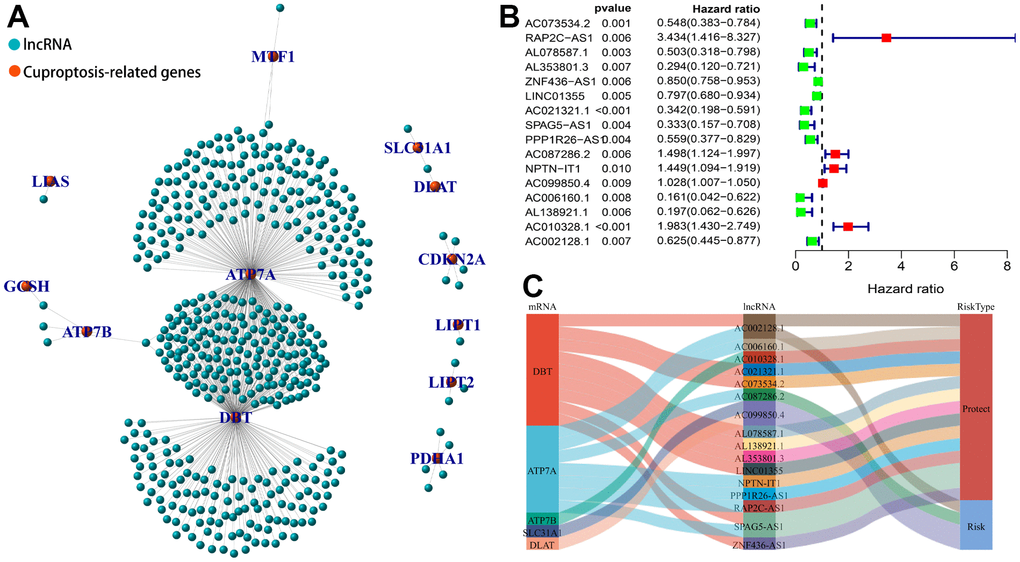Identification of cuproptosis-related lncRNA (CRLs) in BC. (A) The co-expressed network between 17 cuproptosis-related genes and 466 lncRNAs. (B) The forest plot shows 16 prognostic CRLs in univariate Cox regression analysis. (C) Sankey graph of the co-expression network.