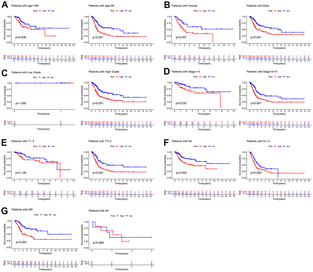 Kaplan–Meier survival curves of the low- and high-risk groups in different subgroups of clinical parameters. (A) age, (B) gender, (C) grade, (D) AJCC stage, (E) T stage, (F) N stage, (G) M stage.