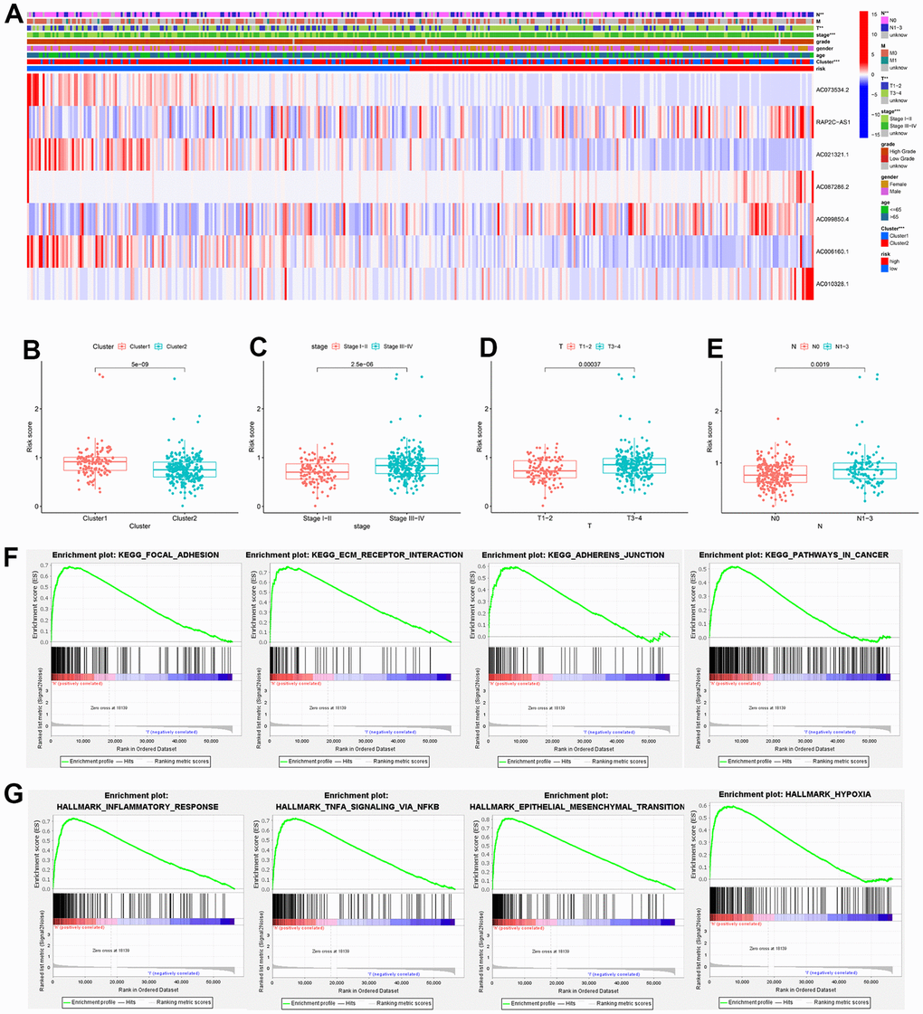 Heatmap of the clinical relevance and GSEA. (A) Heatmap of the distribution of clinical features and expression of 7 CRLs between two groups. (B–E) Differential expression analysis of risk score in patients with different clusters, AJCC stage, T stage, and N stage. (F) GSEA showed the significantly enriched KEGG gene sets in the high-risk group. (G) GSEA showed the significantly enriched Hallmark gene sets in the high-risk score. ** P