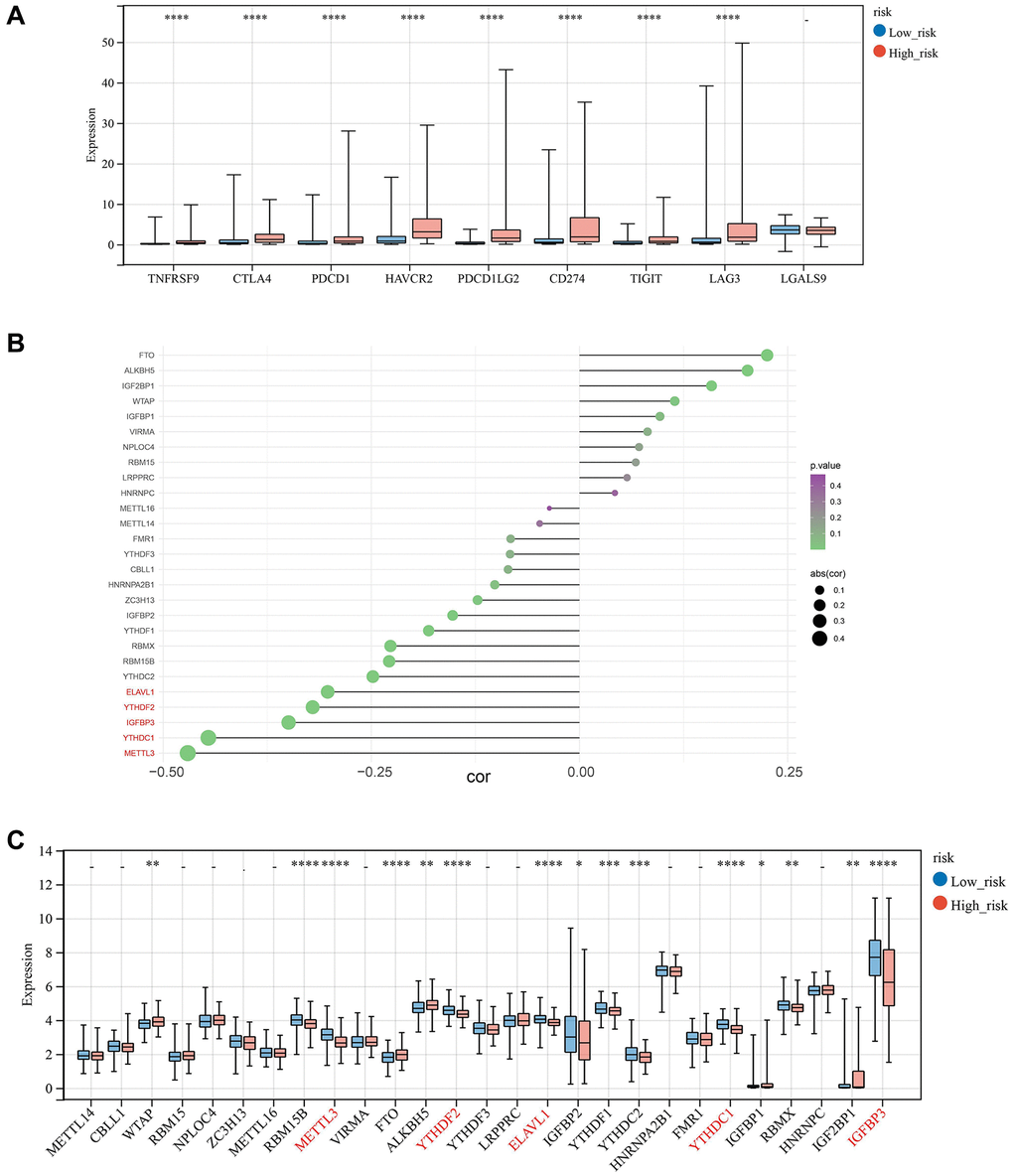 Correlation analysis of risk score with m6A moderators. (A) Expression of Immune-checkpoint inhibitors in high and low-risk groups. (B, C) The correlation and relative proportions between risk score and m6A moderators in the two risk subgroups.