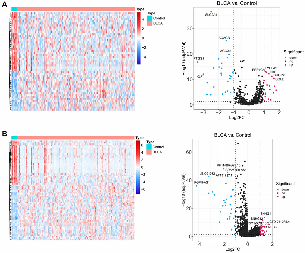 Identification of lipid metabolism-related DEGs. (A) The heatmap plot and volcano diagram show the differentially expressed LMRGs. (B) The heatmap plot and volcano diagram show the differentially expressed lncRNAs.