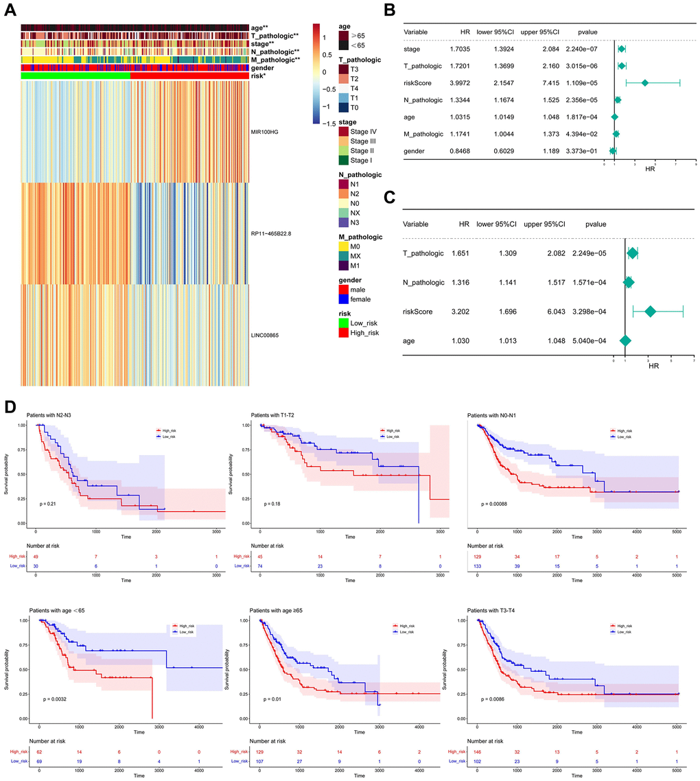 Relationship between risk score and clinicopathological characteristics. (A) The heatmap shows the relationship among gender, age, grade, T stage, N stage, M stage, tumor stage, and risk score. (B, C) Univariate and multivariate assays identified independent prognostic factors in BLCA patients. (D) KM survival curve for high and low-risk groups in independent prognostic factors.