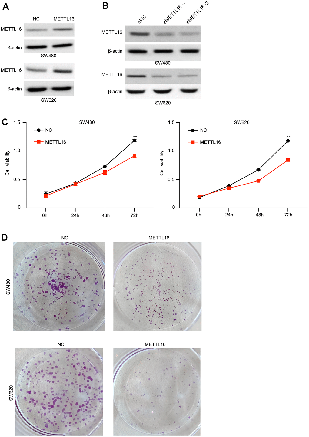 METTL16 regulates the proliferation of CRC cells. (A) SW480 and SW620 cells were transfected with METTL16 overexpression vectors, and protein level of METTL16 was measured by western blotting assay. (B) SW480 and SW620 cells were transfected with METTL16 siRNAs, then protein level of METTL16 was measured by western blotting assay. (C) Cell viability of SW480 and SW620 cells under overexpression of METTL16 was measured by CCK-8 assay. (D) Proliferation of SW480 and SW620 cells under overexpression of METTL16 was detected by using colony formation assay. **p