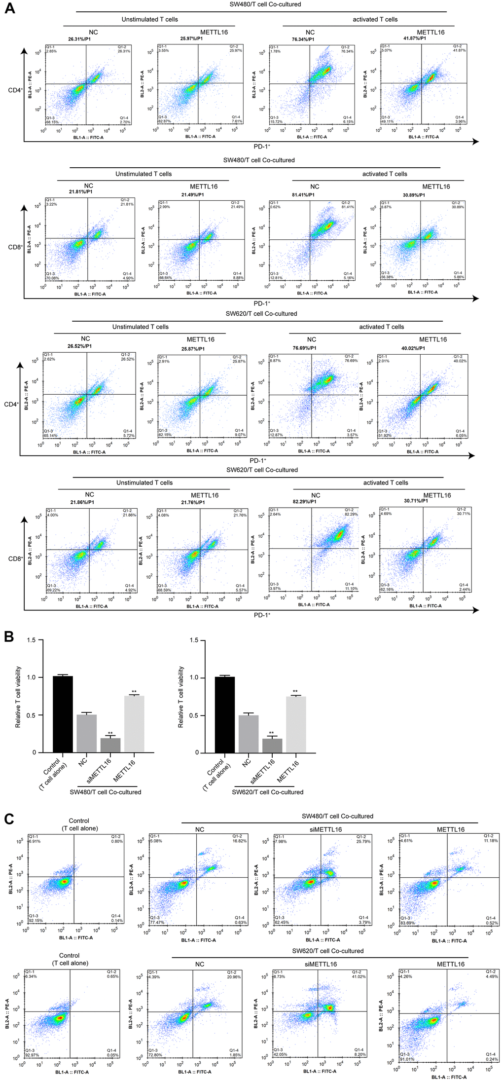 METTL16 modulates immune invasion in a CRC cell/T cell co-culture system. CRC cells were co-cultured with unstimulated or activated T cells. (A) The portion of PD-1+/CD4+ T cells and PD-1+/CD8+ T cells was measured by flow cytometry. (B) Cell viability was assessed by CCK-8 assay. (C) Cell apoptosis was measured by flow cytometry. **p
