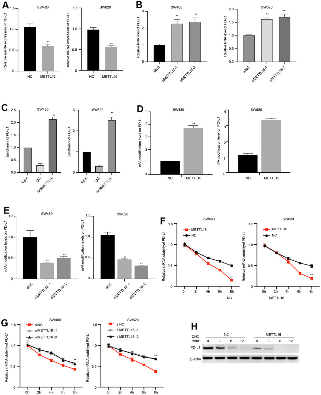 METTL16-mediated m6A modification regulates PD-L1 expression in CRC cells. (A, B) SW480 and SW620 cells were transfected with METTL16 overexpression vectors or siRNAs, then RNA level of PD-L1 was measured by qPCR assay. (C) The interaction between METTL16 with PD-L1 mRNA was measured by RIP assay. (D, E) SW480 and SW620 cells were transfected with METTL16 overexpression vectors or siRNAs, and MeRIP assay was conducted to assess m6A enrichment. (F, G) SW480 and SW620 cells were transfected with METTL16 overexpression vectors or siRNAs and treated with RNA synthesis inhibitor α-amanitin (50 μM). The stability of PD-L1 mRNA was checked by qPCR. (H) SW480 cells were treated with CHX for indicated time points and the expression of PD-L1 was measured by western blot. **p