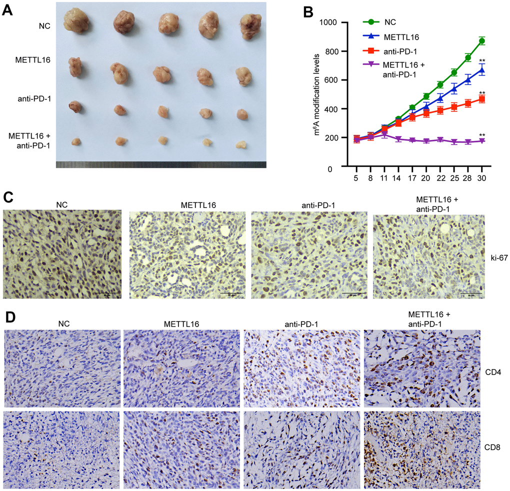 METTL16 modulates CRC cell growth in vivo. The xenograft mouse model was established using control and METTL16 overexpressed SW480 cells and treated with anti-PD-1 antibody. (A) Images of tumors were taken. (B) Tumor growth curve was recorded. (C) The expression of Ki-67 was measured by IHC assay. (D) The expression of CD8 and CD4 in tumor tissues was measured by IHC assay. **p