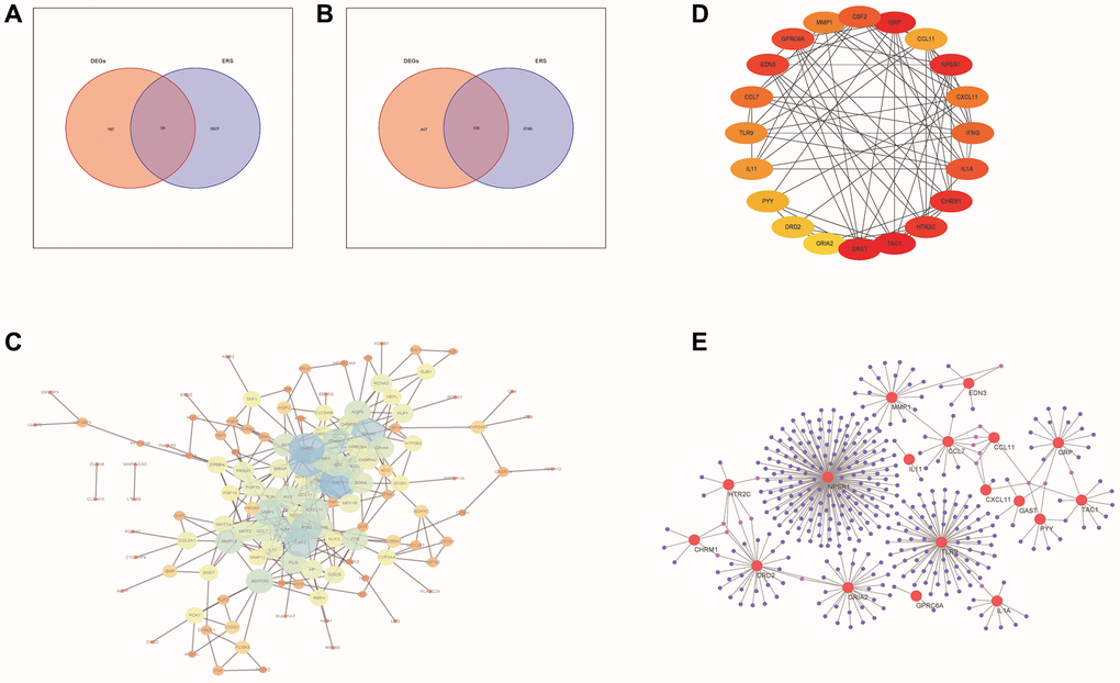 PPI network analysis of DE-ERSs. (A, B) Venn diagram of DE-ERSs obtained by intersecting DEGs and ERSs. (C) The PPI network of DE-ERSs. (D) Maximum correlation analysis on the top 20 hub genes by CytoHubba plug-in. (E) Network Diagram of top 20 hub genes visualized by NetworkAnalyzer tool.