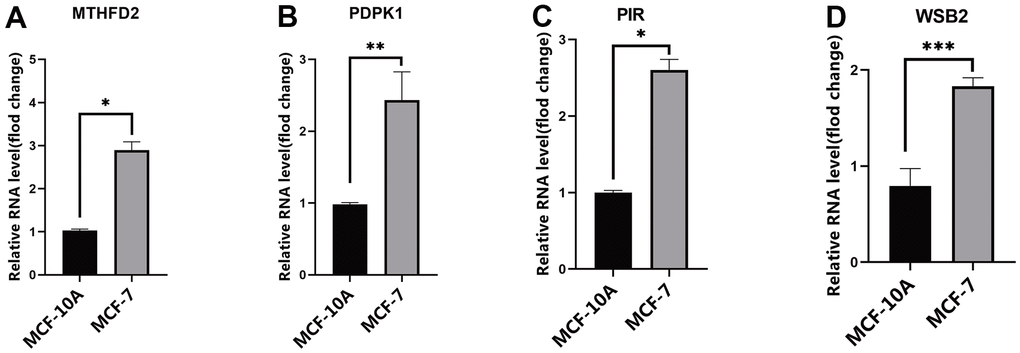 The expression of risk model genes. (A) MTHFD2 mRNA expression levels in exosomes from MCF10A and MCF-7 cell line; (B) PDPK1 mRNA expression levels in exosomes from MCF10A and MCF-7 cell line; (C) PIR mRNA expression levels in exosomes from MCF10A and MCF-7 cell line; (D) WSB2 mRNA expression levels in exosomes from MCF10A and MCF-7 cell line, * p p p 