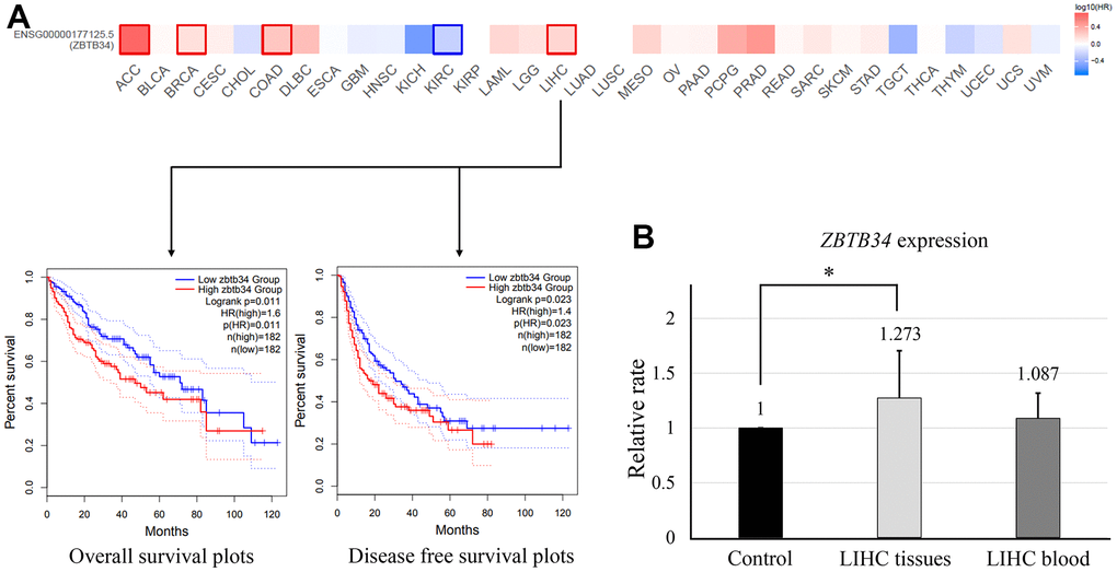 Correlation between ZBTB34 gene expression and survival prognosis of cancers. (A) The GEPIA2 tool was used to analyze the overall survival of various tumors in the TCGA data and ZBTB34 gene expression. (B) qPCR analyzes ZBTB34 expression in LIHC tissue and blood. ZBTB34 expression as fold changes compared to control values normalized to 1.