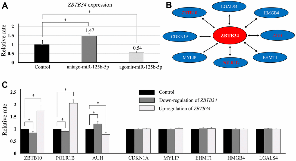 The upstream and downstream regulators of ZBTB34. (A) ZBTB34 was identified as the target gene of miR-125b-5p using the online software TargetScan. qPCR analysis showed ZBTB34 expression was lower in the ago-miR-125b-5p group and higher in the antago-miR-125b-5p group. ZBTB34 expression is expressed as a fold change compared to control values normalized to 1. (B) We also used the online software UCSC (http://genome.ucsc.edu/) and STRING (https://cn.string-db.org/) to predict the putative genes that interact with ZBTB34. A total of eight genes were predicted and selected for further study. (C) ZBTB34 increased ZBTB10 and POLR1B expression while decreasing AUH expression. Fold changes in gene expression compared to control values normalized to 1.