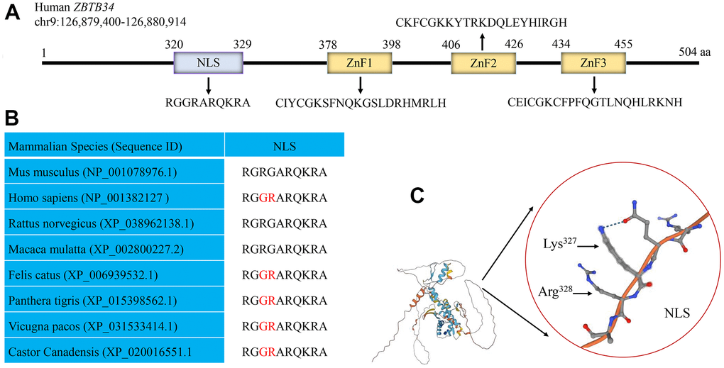 Human ZBTB34 gene. (A) Human ZBTB34 is located on chromosome 9 and contains one NLS and three ZnFs. (B) The alignment of the amino acid sequences within NLS among different mammalian species. (C) The position of NLS in ZBTB34 was determined using the AlphaFold proteins structure database. The accession number is indicated in parentheses. Non-conserved amino acid residues are highlighted in red. The red circle represents the position of NLS of ZBTB34, Lys327 and Arg328 of NLS.