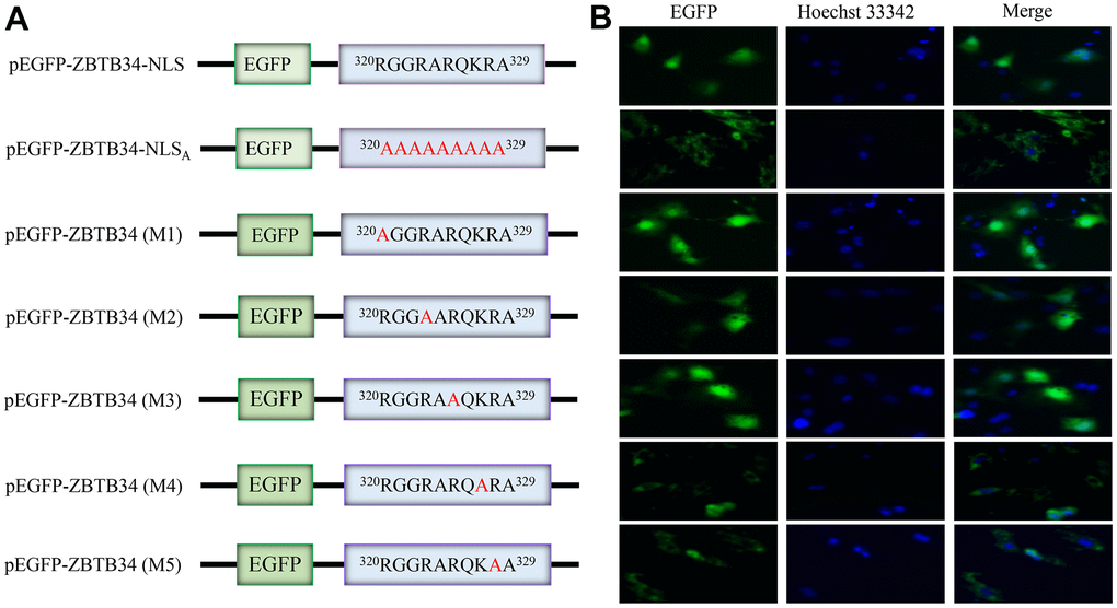 ZBTB34 is a nuclear protein with a functional monopartite NLS. (A) ZBTB34 cDNA was inserted into pEGFP-N1 to create pEGFP-ZBTB34. The amino acids in NLS were replaced with Ala to create pEGFP-ZBTB34-NLSA. pEGFP-ZBTB34 (M1), pEGFP-ZBTB34 (M2), pEGFP-ZBTB34 (M3), pEGFP-ZBTB34 (M4), and pEGFP-ZBTB34 (M5) were created by replacing the Lys or Arg motifs with Ala, respectively. (B) The nuclear location of EGFP-ZBTB34 fusion proteins, the EGFP-ZBTB34-NLSA fusion protein, M1, M2, M3, M4, and M5 was analyzed using fluorescence microscopy. DNA stained with Hoechst appears blue.