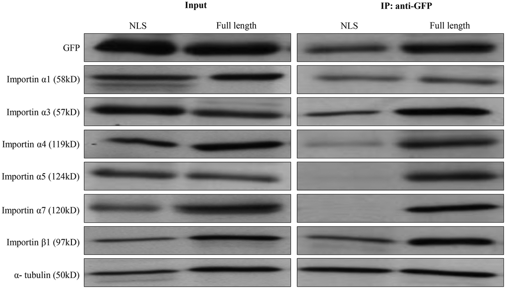 The identification of importin α/β mediated ZBTB34. Co-immunoprecipitation with Western blot (anti-GFP antibody) technique was used to analyze the NLS of ZBTB34 bind to importin α1, importin α3, importin α4, importin α5, importin α7, or importin β1 in HepG2 cells. The results show pEGFP-ZBTB34-NLS is co-immunoprecipitated with importin α1, importin α3, importin α4, importin β1, but not with importin α5 or importin α7. The input was used as a control for protein detection.