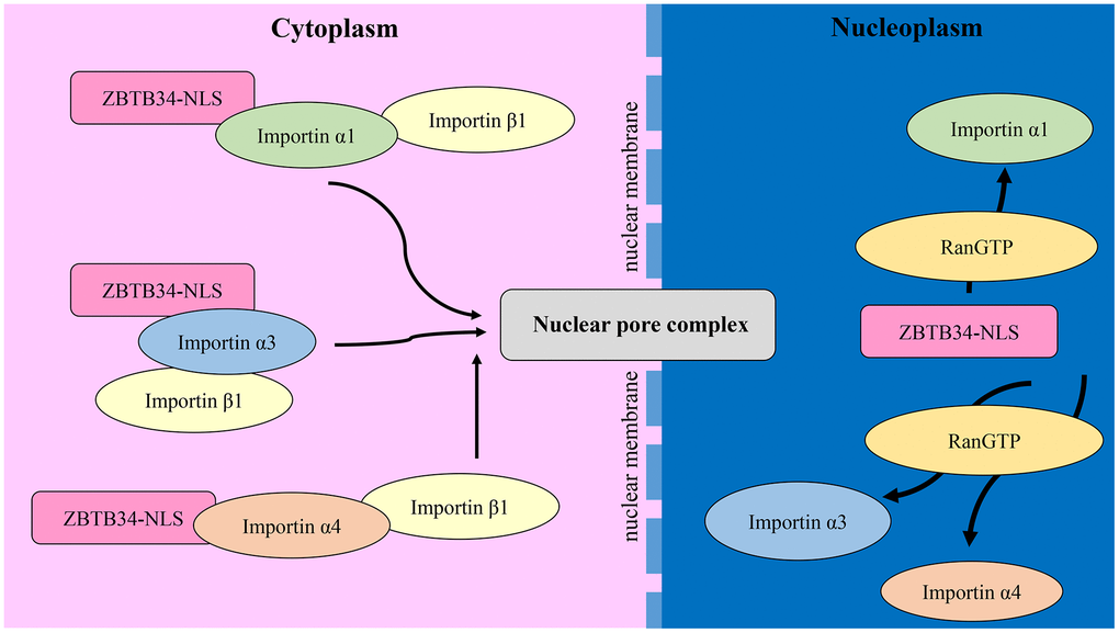 The mechanism of ZBTB34 entering the nucleoplasm. ZBTB34 binds to importins α1, α3, and α4 in the cytoplasm via its NLS and then recruits importin β1 to form a complex. These complexes transport ZBTB34 into nucleoplasm and then the importins are disassembled upon interaction with RanGTP.