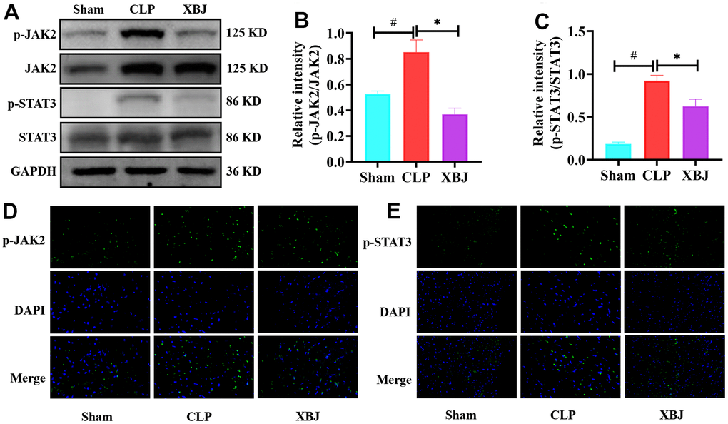 Effects of XBJ on JAK2/STAT3 signaling pathway. (A) Representative images of western blotting for p-JAK2, JAK2, p-STAT3 and STAT3 in vivo (GAPDH was used as the internal reference protein). (B, C) Relative intensity of p-JAK2/JAK2 (B) and p-STAT3/STAT3 (C) was analyzed by western blotting. (D, E) Representative images of the protein expressions of p-JAK2 and p-STAT3 in myocardial tissue were detected by immunofluorescence localization. Positive p-JAK2 (D) and p-STAT3 (E) cells were stained green, with the sections counterstained with DAPI to visualize nuclei (blue). Data are expressed as mean ± SD (n=3/group), # indicates pp