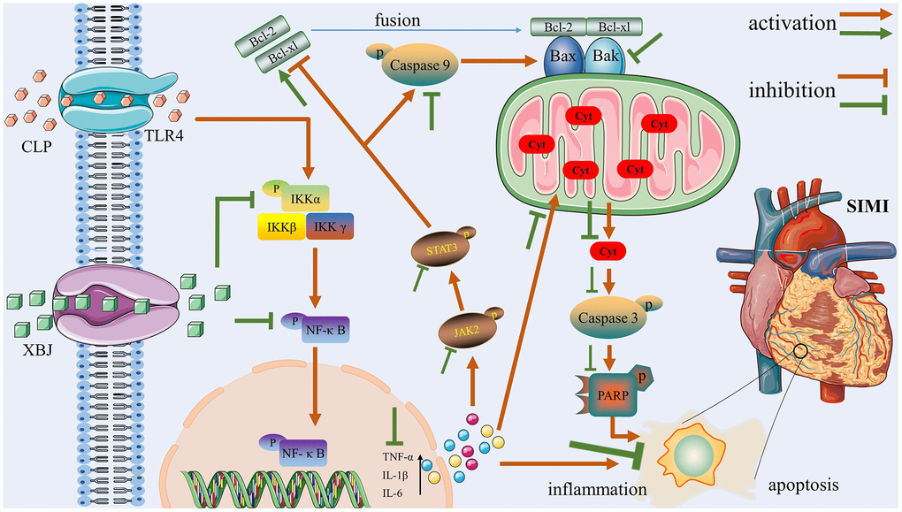 The potential protective mechanisms of XBJ in SIMI caused by CLP.